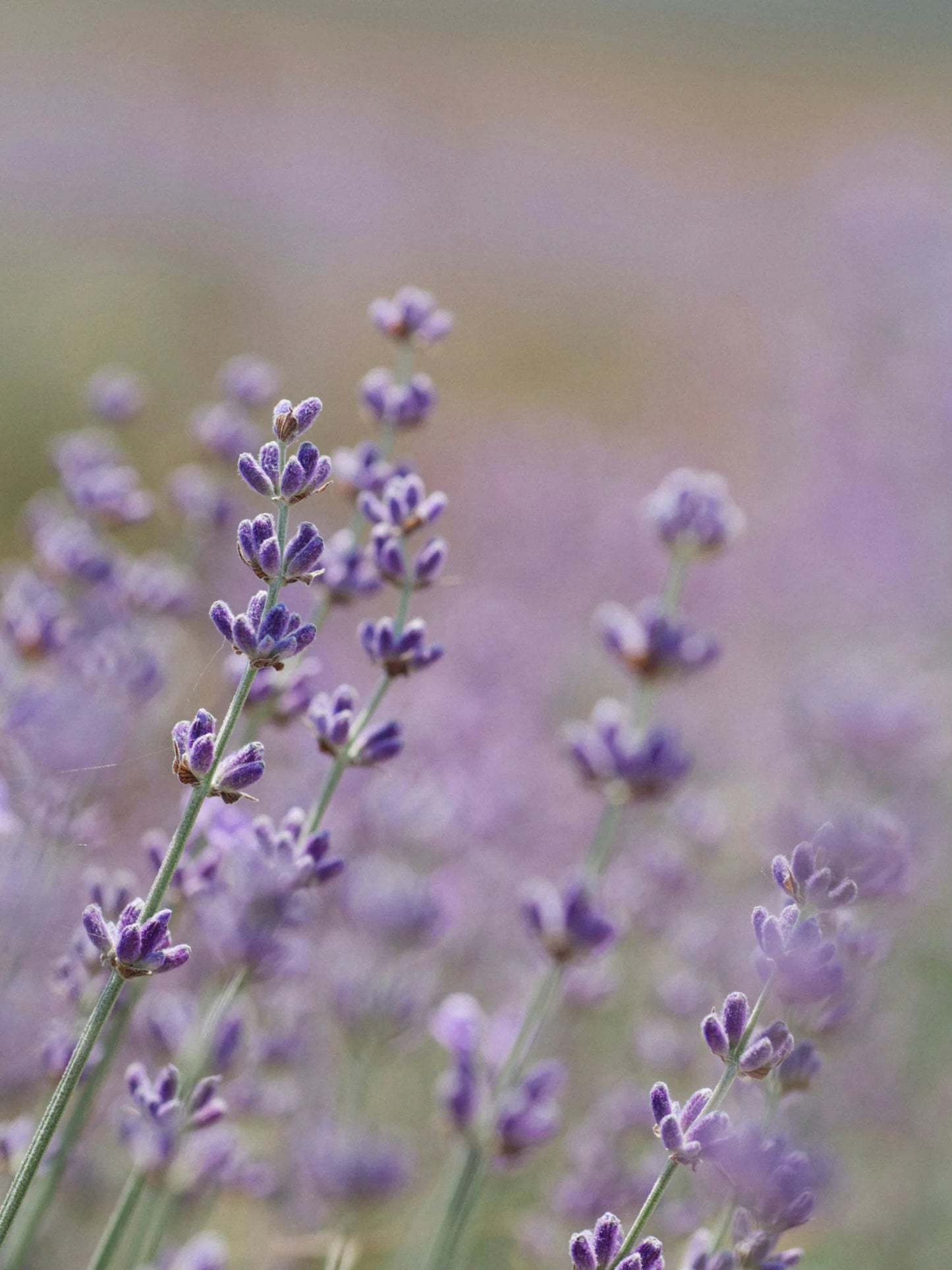 Premium Lavender essential oil